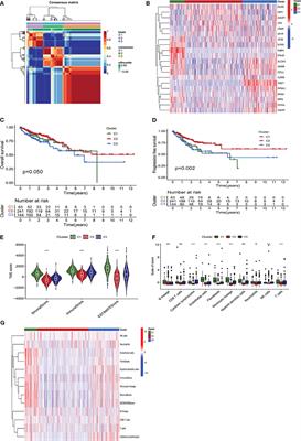 Development and verification of a combined immune- and cancer-associated fibroblast related prognostic signature for colon adenocarcinoma